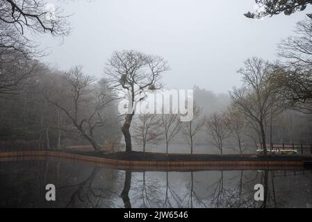 Kumobaike Teich Winterlandschaft Aussicht, verdorrten Baum auf der Oberfläche in der nebligen Tag in Karuizawa, Präfektur Nagano, Japan widerspiegelt Stockfoto