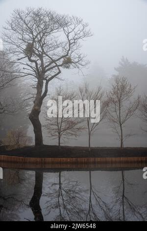 Kumobaike Teich Winterlandschaft Aussicht, verdorrten Baum auf der Oberfläche in der nebligen Tag in Karuizawa, Präfektur Nagano, Japan widerspiegelt Stockfoto