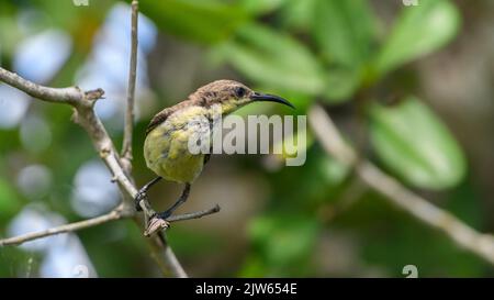 Lotens Sonnenvögelweibchen, Nahaufnahme, langer gebogener spitzen Schnabel. Stockfoto