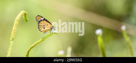 Schöner, schlichter Tiger-Schmetterling (Danaus Chrysippus), der Nektar aus einer kleinen Blume schlürft. Stockfoto