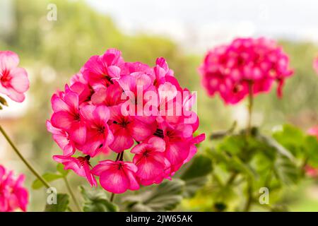 Blumenstrauß von Geranienblüten auf verschwommenem Hintergrund mit Platz für Text. Floristik im Garten am Sommertag, schöne rosa Pelargonium Blüte Stockfoto