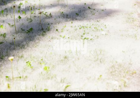 Grünes Gras bedeckt von Pappelflaum, Seitenansicht des Pfades im Gras in Sonnenstrahlen. Selektiver Fokus. Warnung starkes Allergen. Gesundheitsgefährdungskonzept. P Stockfoto