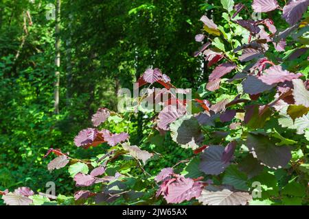 Hintergrund von wilden Haselnussblättern im Wald, grüne und violette Blätter auf grün verschwommenem Hintergrund. Gemeine Hasel-violette Form, Sommergarten. Stockfoto