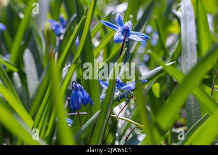 Sibirische Tintenschlange Sport blau, blüht im frühen Frühlingsgarten gewachsen. Natur Hintergrund, selektiver Fokus, Umwelt Tag.schöner Frühling in sonnigen ga Stockfoto