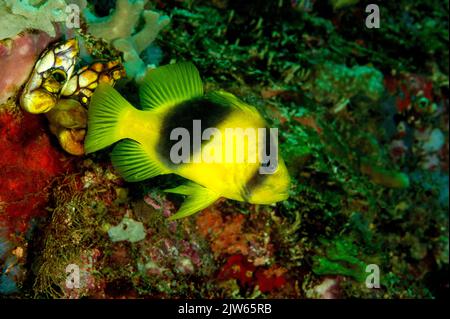 Zweibänderiger Seifenfisch, Diploprion bifasciatum, Raja Ampat, West-Papua, Indonesien Stockfoto