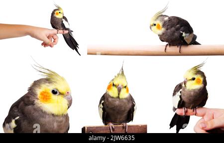 Set aus einem grauen Nymphicus hollandicus auf weißem Hintergrund isoliert Stockfoto