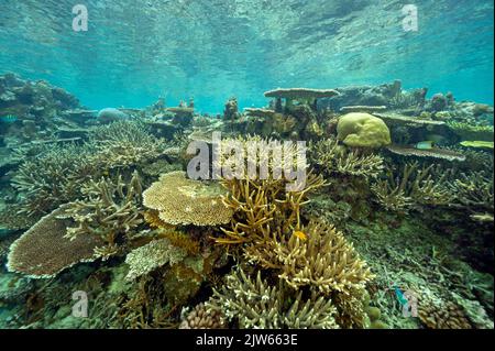 Riff landschaftlich mit unberührten Steinkorallen, Raja Ampat West Papua Indonesia. Stockfoto