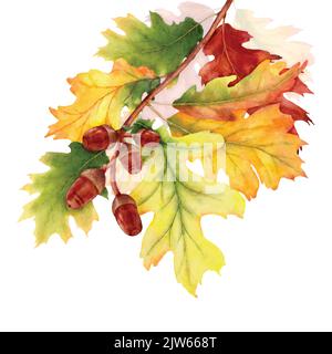 Farbenprächtiger Herbst mit Eichenlaub Ästen, Illustration Aquarell mit handgezeichnet. Geeignet für Dekorationen im Herbst, Grußkarten oder poste Stock Vektor