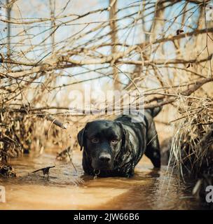 Der schwarze labrador Retriever spielt in einer Wasserpfütze, nass und schlammig. Stockfoto