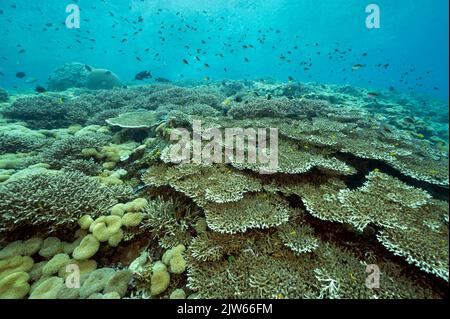 Riff landschaftlich mit unberührten Acrapora Tisch Korallen, Raja Ampat Indonesien. Stockfoto