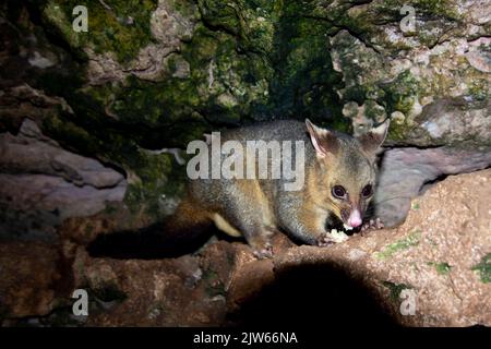 Wild Possum on the Rocks Stockfoto