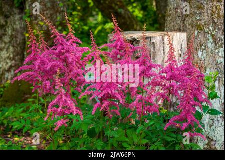 Chinesische astilbe (Astilbe chinensis var. Davidii). Berkshire Botanical Garden, Stockbridge, Massachusetts, Usa. Stockfoto