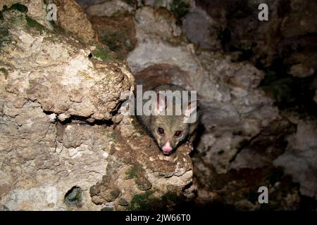 Wild Possum on the Rocks Stockfoto