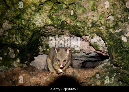 Wild Possum on the Rocks Stockfoto