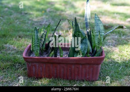 Sansevieria Pflanze wächst in einem Tontopf Stockfoto