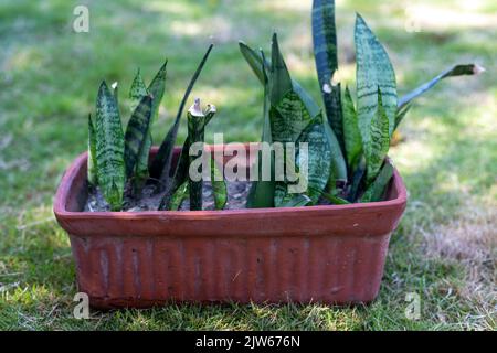 Sensaveria Pflanzen Vermehrung in einem Tontopf zu Hause im Garten Stockfoto