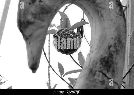 Eine Schwarz-Weiß-Aufnahme einer hoya-Pflanze im Freien bei Tageslicht Stockfoto