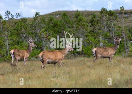 Rothirsch, Hirsche, Lewis, Isle of Lewis, Hebriden, Äußere Hebriden, Westliche Inseln, Schottland, Vereinigtes Königreich, Großbritannien Stockfoto