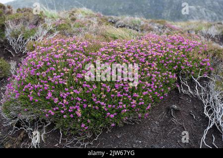 Heidekraut auf Moor Stockfoto