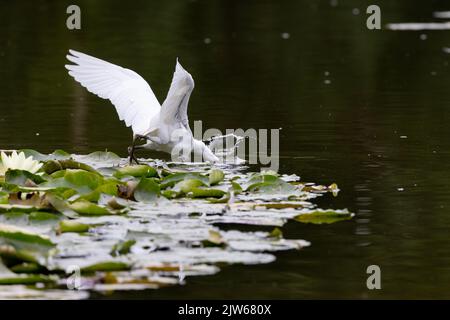 Kleiner Reiher [ Egretta garzetta ], der bei Fischen von Lily Pads mit untergetauchten Kopf taucht Stockfoto