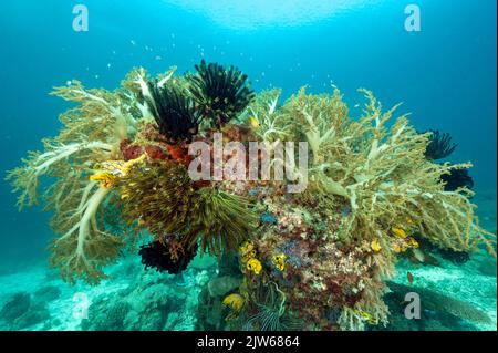 Riff landschaftlich mit Weichkorallen und Seelilien, Raja Ampat Indonesien. Stockfoto