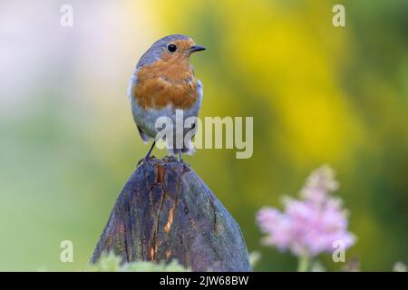 Europäischer Robin [ Erithacus rubecula ] auf Holzpfosten Stockfoto