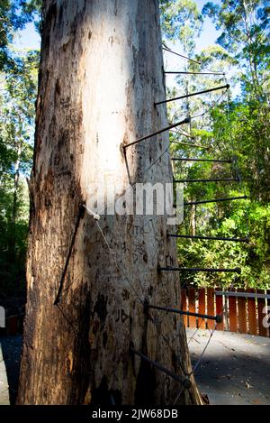 Dave Evans Bicentennial Tree - Western Australia Stockfoto