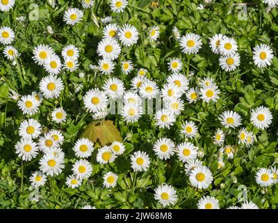 White Common English Lawn Daisy Flowers (Bellis Perennis) Stockfoto