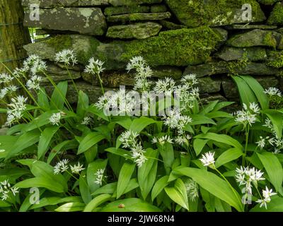 Bärlauch-Pflanzen (Allium ursinum) mit grünen Blättern und weißen Blüten wachsen vor der alten, mit Moos bedeckten Steinmauer, den Colonsay House Gardens. Stockfoto