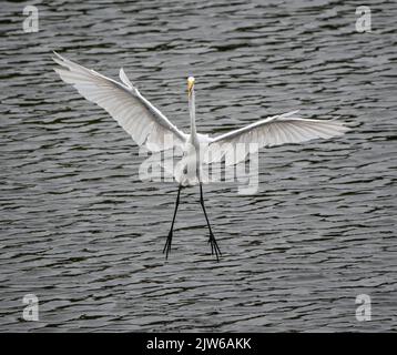 Ein großer Weißreiher kommt zur Landung Stockfoto