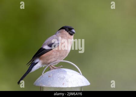 Weiblicher Bullfinch [ Pyrrhula pyrrhula ], der auf dem Gartensamenfutter thront Stockfoto