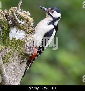 Weiblicher Buntspecht [ Dendrocopos major ] auf moosem Stumpf Stockfoto