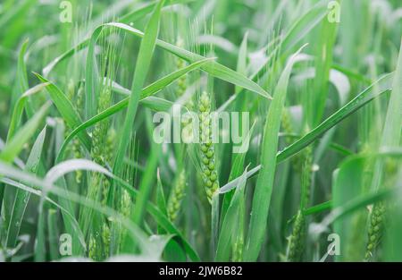 Grüne, nicht reife Gerste sprießt auf dem Feld mit Regentropfen Stockfoto