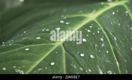 Nahaufnahme von Regenwassertropfen auf den Blättern von Xanthosoma taioba, auch bekannt als Elefantenpflanze, Arrowleaf Elefantenohr usw. Stockfoto