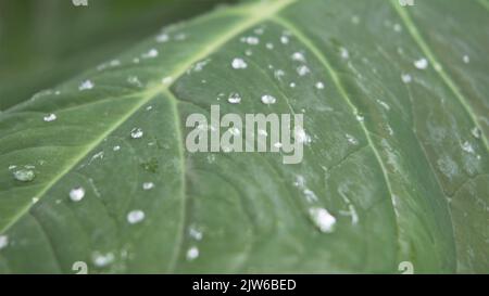 Nahaufnahme von Regenwassertropfen auf den Blättern von Xanthosoma taioba, auch bekannt als Elefantenpflanze, Arrowleaf Elefantenohr usw. Stockfoto