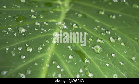 Nahaufnahme von Regenwassertropfen auf den Blättern von Xanthosoma taioba, auch bekannt als Elefantenpflanze, Arrowleaf Elefantenohr usw. Stockfoto