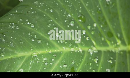Nahaufnahme von Regenwassertropfen auf den Blättern von Xanthosoma taioba, auch bekannt als Elefantenpflanze, Arrowleaf Elefantenohr usw. Stockfoto