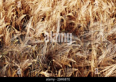 Gelber Hintergrund mit goldenen Weizenohren, die im Sommer zur Ernte gereift sind Stockfoto