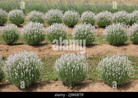 Lavendelblütenbüsche im Feld zur Herstellung von Parfüms und ätherischen Ölen Stockfoto