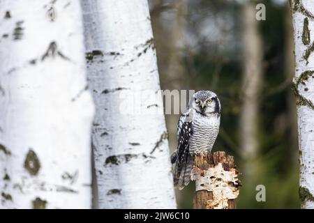 Porträt einer jungen Habichtskauz (Surnia ulula), die im Birkenwald mit einem Auge auf die Kamera blinzelt. Stockfoto