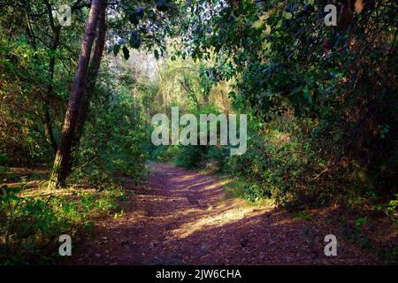 Schotterstraße zwischen üppigen Pflanzen im verzauberten Wald mit Blitzen, die durch die Blätter kommen. Stockfoto