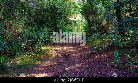 Schotterstraße zwischen üppigen Pflanzen im verzauberten Wald mit Blitzen, die durch die Blätter kommen. Stockfoto