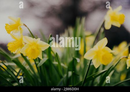 Narzissen (Narzisse) im Frühling schließen eine geringe Schärfentiefe mit Hintergrundunschärfe Stockfoto