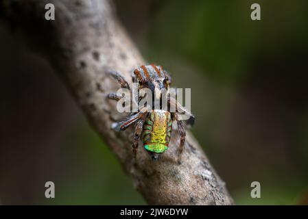 Eine männliche Pfauenspinne, Maratus flavus, in seinen Zuchtfarben. Stockfoto