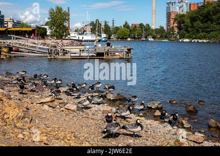 Barnacle Gänse (Branta leucopsis) in Sörnäinen Waterfront, Helsinki, Finnland Stockfoto