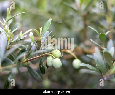 Grüne Oliven wachsen auf einem Baum mit selektivem Fokus und verschwommenem Hintergrund Stockfoto
