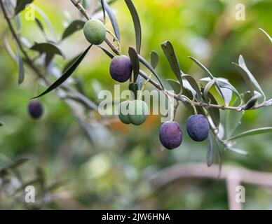 Reife Oliven Früchte auf einem Baum Zweig mit selektivem Fokus und verschwommen Hintergrund Stockfoto