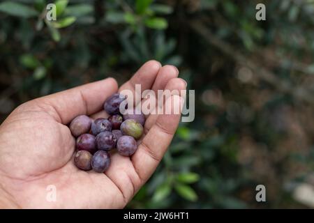 Frische Oliven, die von einem Baum in der Hand geerntet werden Stockfoto