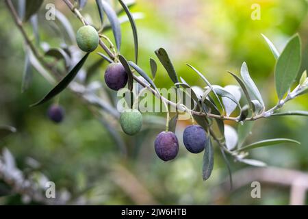 Reife schwarze Oliven Früchte auf einem Baumzweig mit selektivem Fokus Stockfoto
