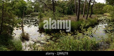 Ruhiger Waldteich mit Lilienpads und üppiger Vegetation in Dorset Landschaft Stockfoto
